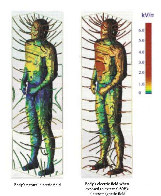 effect if emf on human body